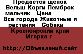 Продается щенок Вельш Корги Пемброк мальчик › Цена ­ 65 000 - Все города Животные и растения » Собаки   . Красноярский край,Игарка г.